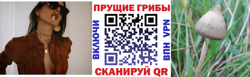 Псилоцибиновые грибы ЛСД Кедровый